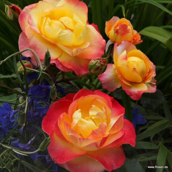 FLAMING STAR® FLAMING STAR®